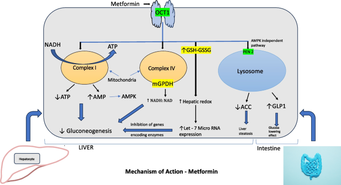 glp 1 and high triglycerides Glucagon-Like Peptide-1: New Regulator in Lipid Metabolism