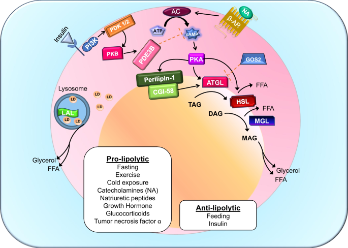 Lipolysis in Health and Disease: Pathways, Regulation, and Metabolic  Consequences | Current Diabetes Reports
