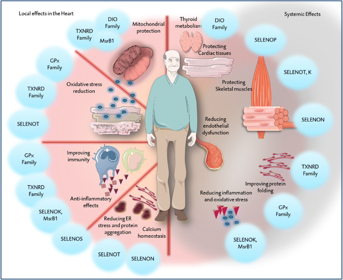 glutathione peroxidase deficiency symptoms withdrawal Symptoms: Is Poor Sleep Just the Beginning? Deficiency of Glutathione Peroxidase-1 Sensitizes