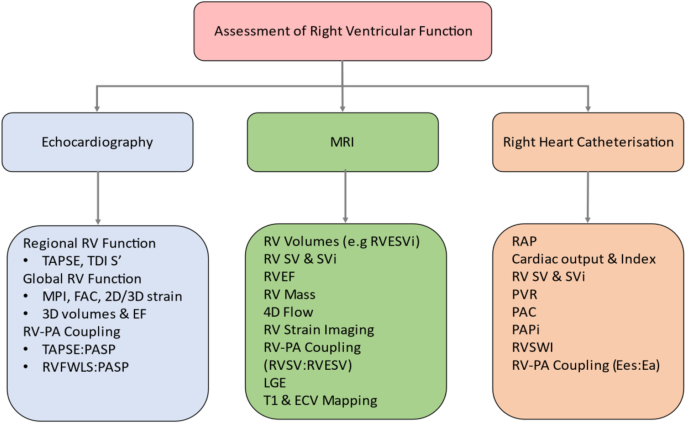 What is the function of moderator band of right ventricle ?