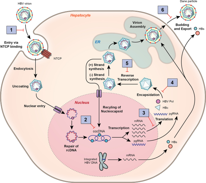 glutathione parkinsons video Parkinson's disease-specific -Synuclein variants potentially drive Lewy  body formation by engaging in promiscuous and non-functional interactions