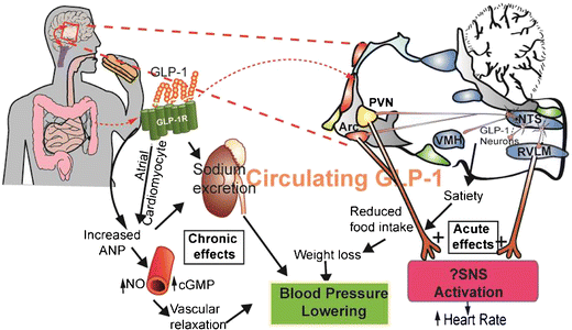 does glp 1 help blood pressure GLP-1 Agonists and Blood Pressure: A Review of the Evidence | Current  Hypertension Reports