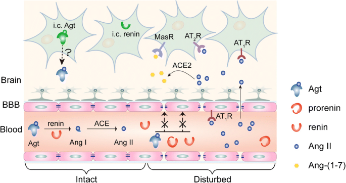 Frontiers  Effect of the renin-angiotensin system on the exacerbation of  adrenal glucocorticoid steroidogenesis in diabetic mice: Role of  angiotensin-II type 2 receptor