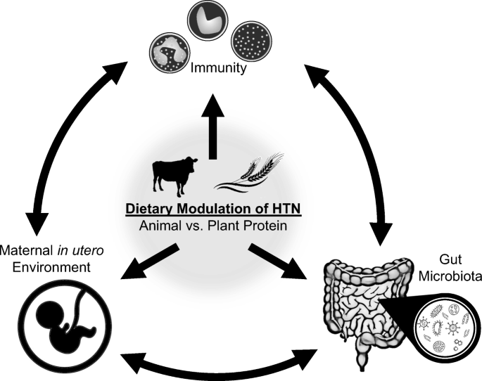 High Dietary Protein Exacerbates Hypertension and Renal Damage in Dahl SS  Rats by Increasing Infiltrating Immune Cells in the Kidney