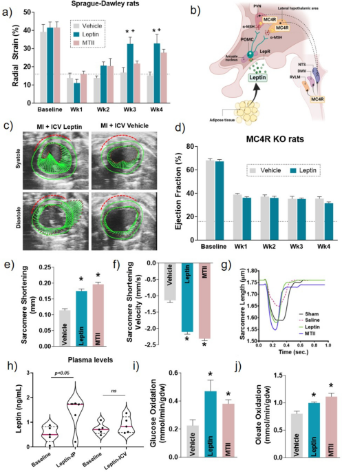 melanotan heart problems Targeting the Brain Leptin-Melanocortin Pathway to Treat Heart Failure |  Current Hypertension Reports