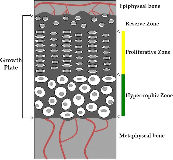 The Actions of IGF-1 in the Growth Plate and Its Role in Postnatal Bone  Elongation | Current Osteoporosis Reports