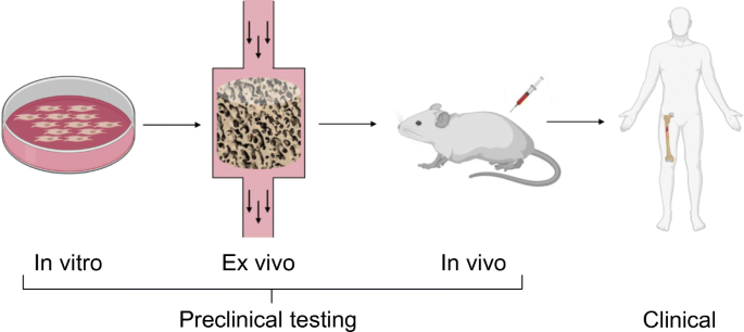 In vivo testing 