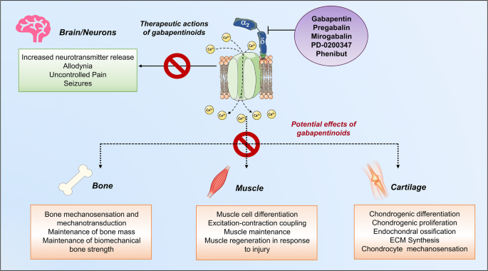 Effects of Gabapentin and Pregabalin on Calcium Homeostasis: Implications  for Physical Rehabilitation of Musculoskeletal Tissues | Current  Osteoporosis Reports
