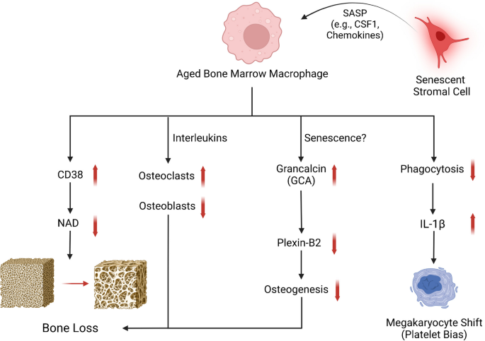 Influences of Aged Bone Marrow Macrophages on Skeletal Health and Senescence