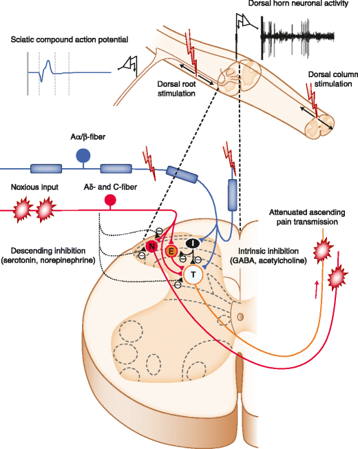 a Neurophysiological mechanisms of electrical stimulation of