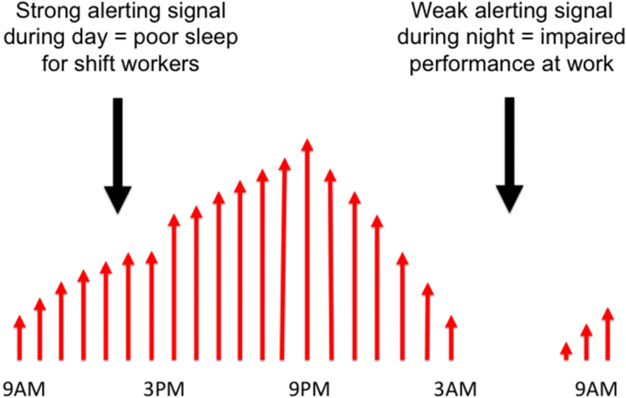 Frontiers  The Impact of Rotating Night Shift Work and Daytime