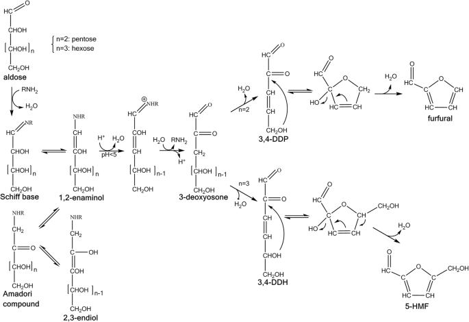 On the Origin of Free and Bound Staling Aldehydes in Beer