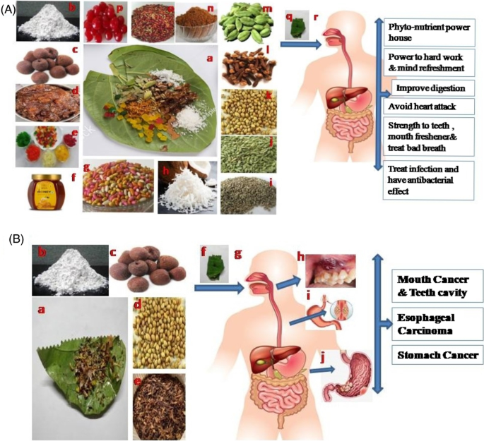betel nut vs tobacco Flavored Food Additives on the Leaves of Piper betle L.: A Human Health  Perspective | Applied Biochemistry and Biotechnology