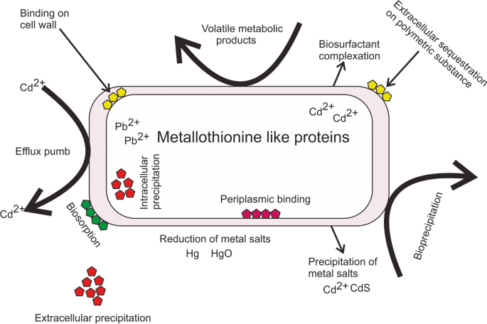 Schematic representation of the response of Deinococcus