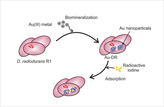 Efficient bioremediation of radioactive iodine using biogenic gold