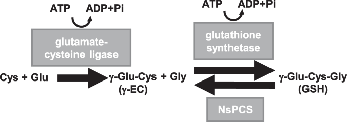 glutathione synthetase Effective Repeated Production of γ-glutamylcysteine, Essential For  Intracellular Glutathione Production, Using Cellulose-immobilized  Phytochelatin Synthase-like Enzyme NsPCS | Applied Biochemistry and  Biotechnology