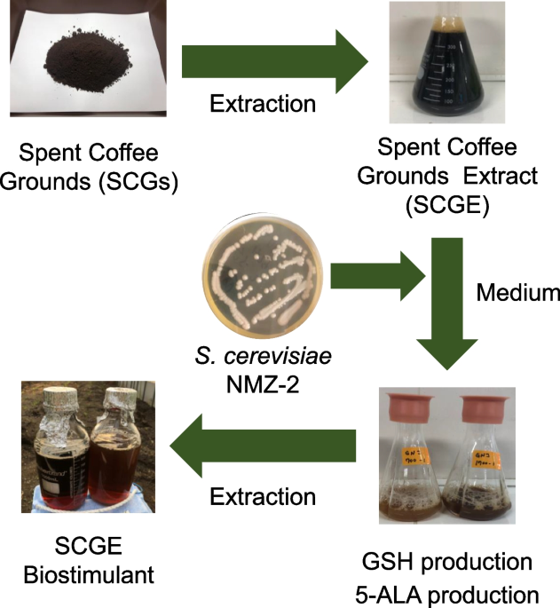 glutathione and coffee Repeated dose effects of Ochratoxin A & on reduced Introducing our exciting new product