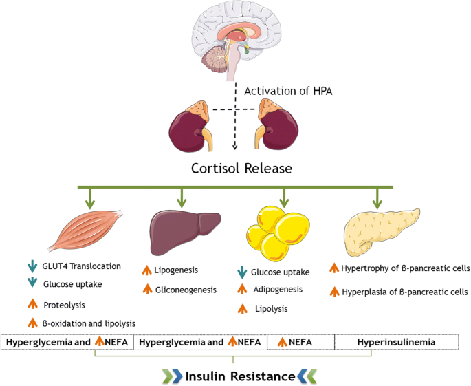 Association Between Cortisol, Insulin Resistance and Zinc in Obesity: a  Mini-Review | Biological Trace Element Research | Springer Nature Link
