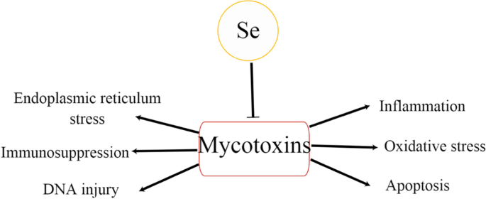 glutathione role in mycotoxin detoxification Detoxification of Selenium Yeast on Mycotoxins and Heavy Metals: a Review |  Biological Trace Element Research
