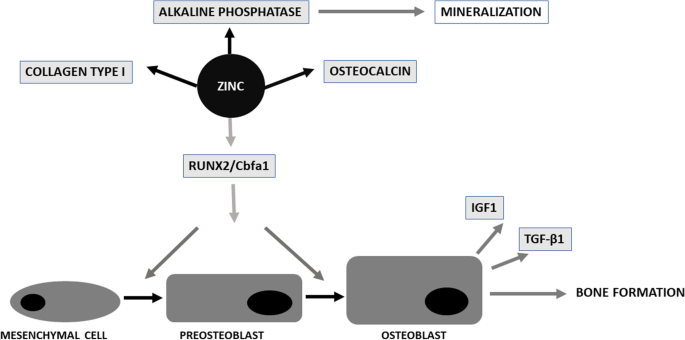 what is gsh reduced glutathione Glutathione - an overview