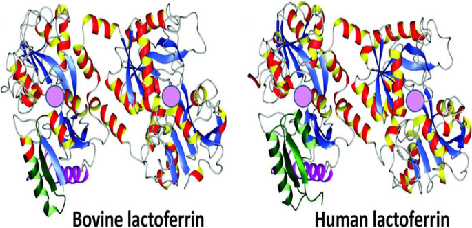Nutraceutical and Health-Promoting Potential of Lactoferrin, an  Iron-Binding Protein in Human and Animal: Current Knowledge | Biological  Trace Element Research | Springer Nature Link