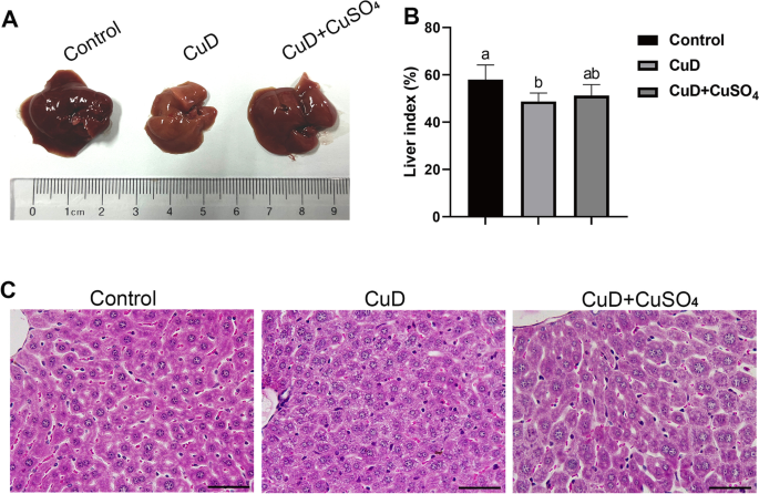 glutathione breast milk copper The molecular mechanism and therapeutic landscape of and cuproptosis in cancer Biological, dietetic and pharmacological properties