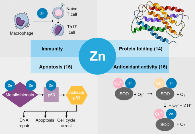Zinc Deficiency as a General Feature of Cancer: a Review of the Literature | Biological Trace Element Research
