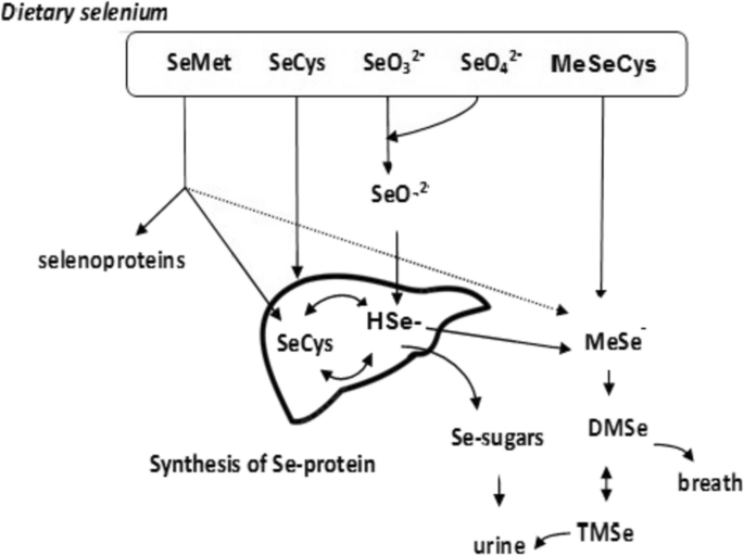 glutathion et selenium 60 capsules :: GreenFood Nutrition s.r.o Selenium nanoparticles: Eco-friendly synthesis, biological