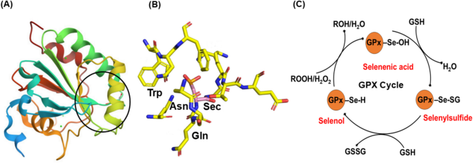 Role of Selenium-Dependent Glutathione Peroxidases (Seleno-GPxs) in  Radio-Modulation: Lessons for Radiation Oncology | Biological Trace Element  Research