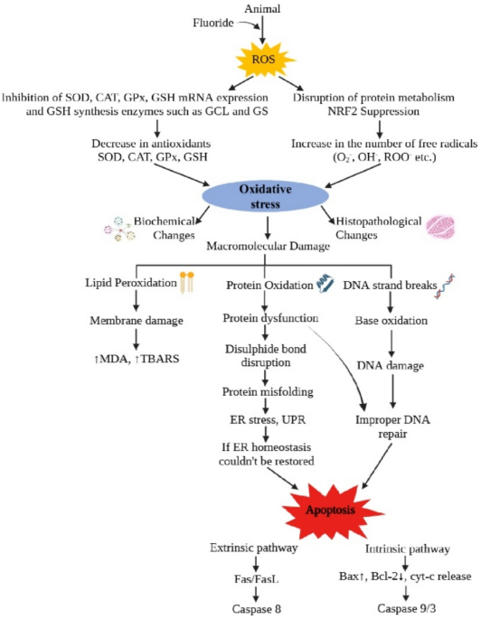 is glutathione carcinogenic What is Glutathione? – GoldBio