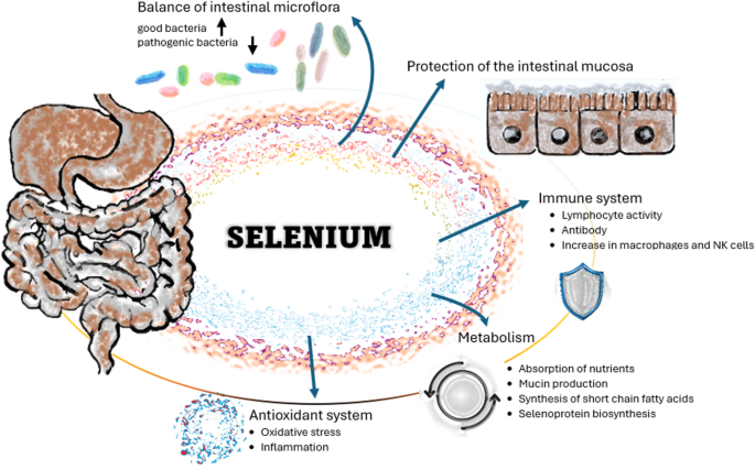 Selenium: From Redox Signaling to Interactions with the Gut Microbiome |  Biological Trace Element Research
