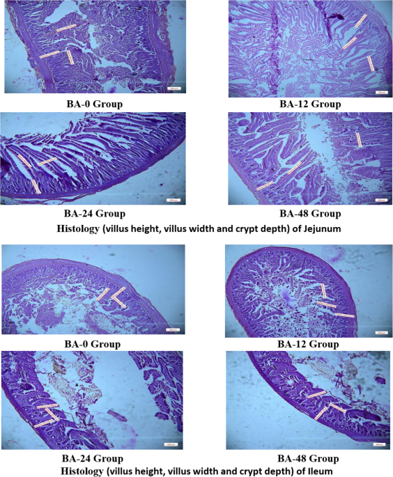 Effect of Boron on the Growth Performance, Biochemical Indices, Carcass, Intestinal and Bone Characteristics with Economics in Broiler Chickens - Biological Trace Element Research