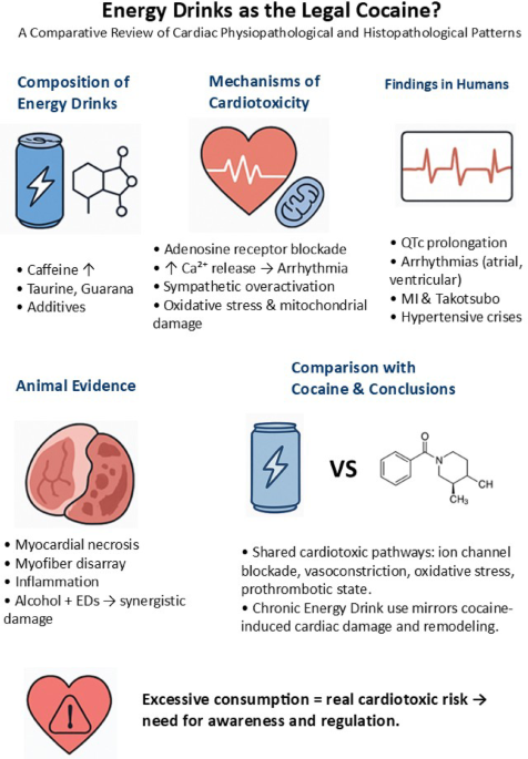 Energy Drinks as the Legal Cocaine? A Comparative Review of Cardiac Physiopathological and Histopathological Patterns | Cardiovascular Toxicology