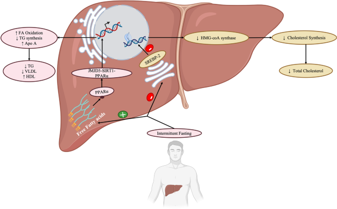 Intermittent Fasting Regulates Metabolic Homeostasis and Improves  Cardiovascular Health | Cell Biochemistry and Biophysics | Springer Nature  Link