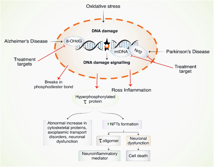 Oxidative Stress in DNA Damage and Neurodegenerative Diseases: Unveiling  The Mechanisms and Therapeutic Opportunities | Cell Biochemistry and  Biophysics