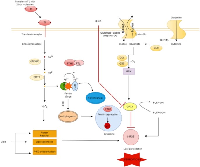 glutathione in ovarian cancer a double-edged sword Glutathione: Lights and Shadows Patients Ferritinophagy as a Double-Edged Sword