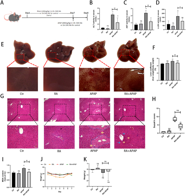 l-glutamine glutathione Proposed Mechanism of Action for L-glutamine: GA: glutamine