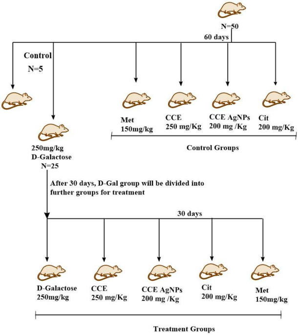 glutathione 250mg ml td gel Mitigation of D-Galactose–Induced Aging in Mice by Cymbopogon citratus and Its Major Bioactive Compound | Cell Biochemistry and Biophysics Synthetic Peptide