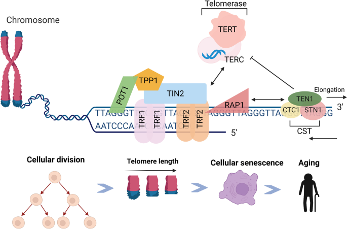 Telomere-to-mitochondria signalling by ZBP1 mediates replicative crisis