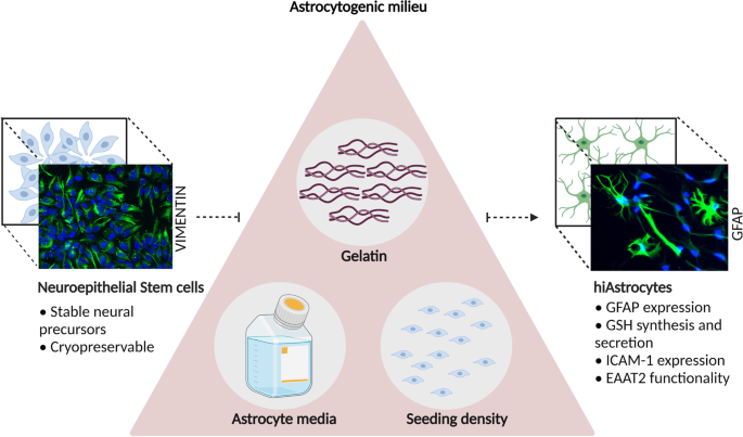 https://media.springernature.com/m685/springer-static/image/art%3A10.1007%2Fs12015-022-10376-2/MediaObjects/12015_2022_10376_Figa_HTML.png