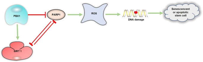 PBX1-SIRT1 Positive Feedback Loop Attenuates ROS-Mediated HF-MSC Senescence and Apoptosis