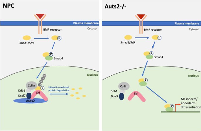 NRF1 Association with AUTS2-Polycomb Mediates Specific Gene Activation in  the Brain