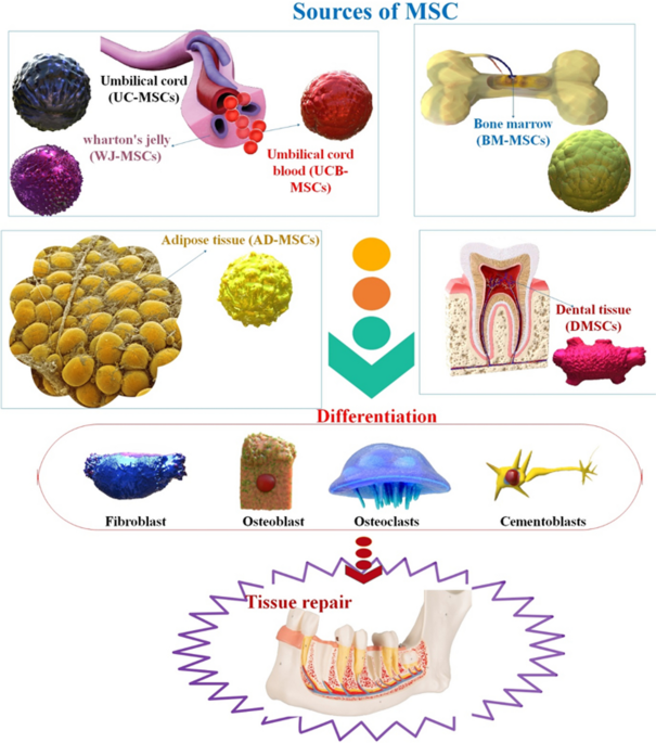 Mesenchymal Stem Cell-based Scaffolds in Regenerative Medicine of Dental  Diseases
