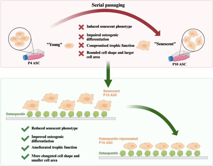 Osteopontin Rejuvenates Senescent Adipose-Derived Stem Cells and Restores their Bone Tissue Regenerative Function