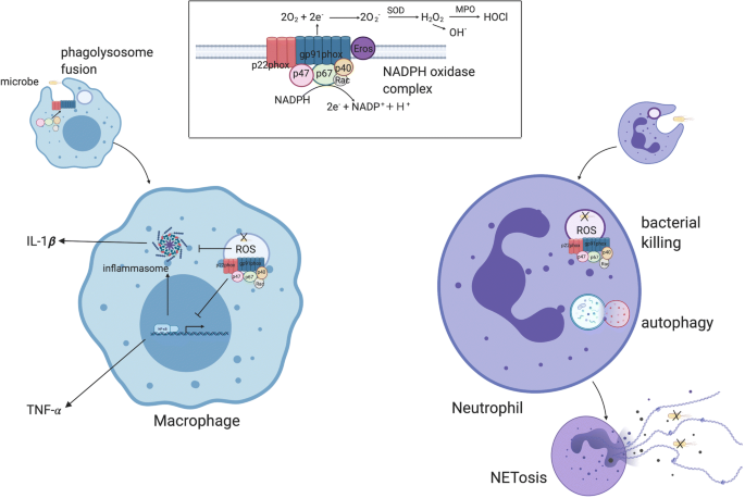 glutathione reductase chronic granulomatous disease Chronic Granulomatous Disease: a Comprehensive Review | Clinical Reviews in  Allergy & Immunology