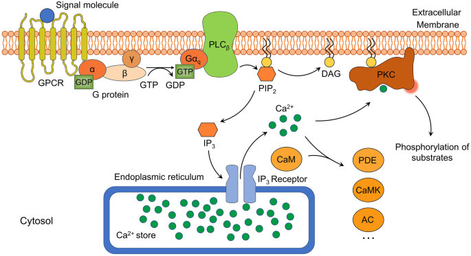 Identification and functional characterisation of N-linked glycosylation of  the orphan G protein-coupled receptor Gpr176