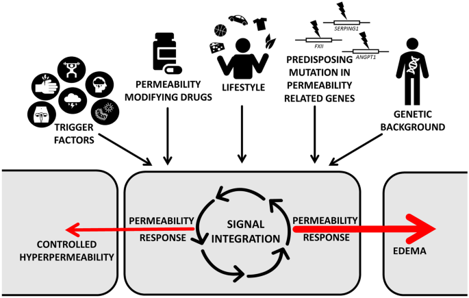 Molecular Dambusters: What Is Behind Hyperpermeability in  Bradykinin-Mediated Angioedema?