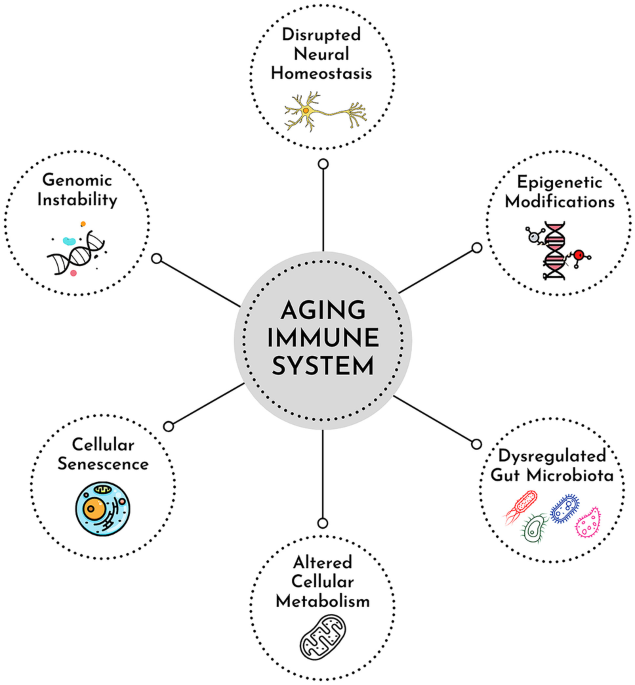 Menin protein protects against aging and cognitive decline