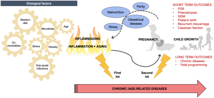 The first trimester in pregnancy is marked by activated inflammation