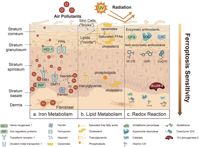 active glutathione recycling between mitochondria Mitochondrial Glutathione in Cellular Redox Homeostasis and Disease  Manifestation